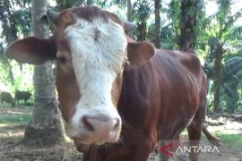 Masyarakat Bengkulu Tengah dapat sapi kurban 900 Kg dari Presiden