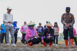Pemkot Jaktim targetkan panen 20 ton padi dari gerakan tanam serentak