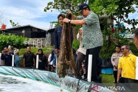 Pemkab Bangka Tengah manfaatkan panen udang vaname untuk dukung MBG