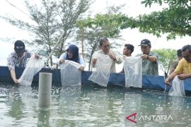 Pemkab Bangka Tengah optimalkan panen udang vaname untuk tingkatkan PAD