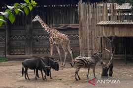 Pemkot pastikan satwa Bandung Zoo tetap sehat