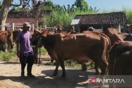 Pemkab Magetan perkuat pengawasan hewan kurban jelang Idul Adha