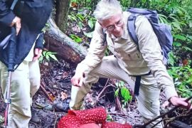 Dua bunga rafflesia mekar di hutan Palupuh Agam