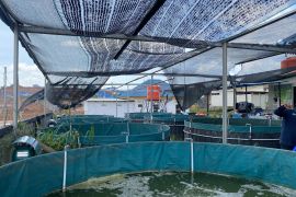 Pemkot sebut sistem bioflok solusi lahan terbatas untuk budidaya ikan di Batam