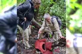 Dua individu bunga rafflesia mekar di hutan Palupuh Agam