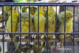 Ratusan burung sitaan dilepasliarkan di Hutan Lindung Nggorang Bowosie Labuan Bajo