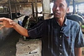 Peternak sapi di Magetan manfaatkan kotoran ternak jadi biogas