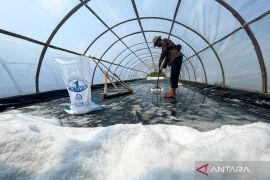 Memanen kristal di pesisir Pantura Indramayu