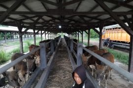 Karantina Bali perketat lalu lintas hewan ternak buntut dokumen palsu