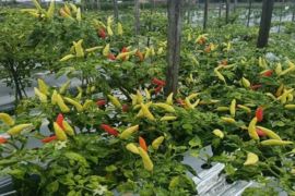 DKP3 Tabalong gandeng ULM kembangkan budidaya cabai tiung Tanjung