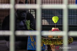 Gorila Kihi dan Kumbo rayakan ultah ke-31 di Ragunan