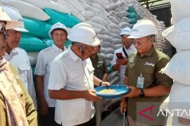 Bulog Kediri salurkan 8.500 ton SPHP jagung untuk peternak