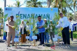 PLN EPI menanam 2.500 cemara udang lindungi pesisir Lombok