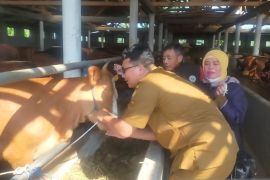 Sumedang siapkan 1.521 kalung sehat untuk hewan kurban
