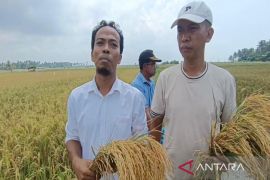 Petani Lampung Selatan kembangkan padi biosalin di lahan tambak udang