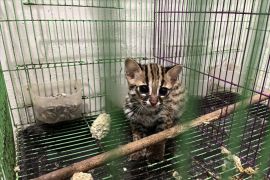 Kemenhut lanjutkan proses hukum perdagangan Kucing Kuwuk yang dilindungi di Sumut