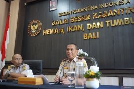 Kuota terbatas jadi dalih pemalsu dokumen sapi Jembrana
