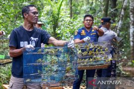 BKSDA NTT kembalikan 1.000 burung ke alam Manggarai Barat