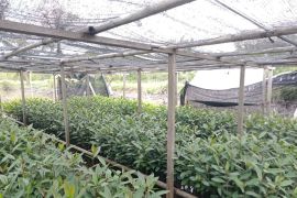 PLN perkuat ketahanan pangan dan pelestarian mangrove di Kuala Satong