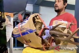 Kodaeral IX gagalkan penyelundupan satwa dilindungi di Pelabuhan Ambon