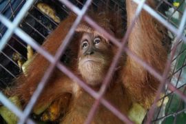 Cegah peredaran satwa dilindungi, Ini yang dilakukan Bea Cukai Langsa