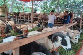 Pedagang di Tangerang prioritaskan kelayakan dan kesehatan hewan kurban