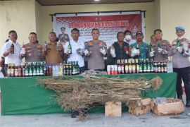 Polres Keerom musnahkan 250 pohon ganja di perbatasan RI-PNG