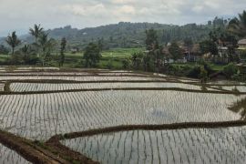 Sumedang optimalisasi irigasi untuk tingkatkan produktivitas padi