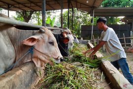 Kebutuhan hewan kurban di Tangerang di proyeksi  35 ribu ekor