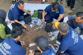 Warga binaan Lapas Semarang dilatih  budi daya sayur