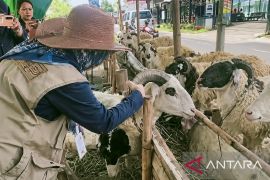 Petugas pemeriksa hewan kurban mulai diterjunkan di Karawang