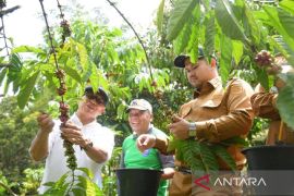 PTBA dorong hilirisasi kopi rakyat untuk penguatan ekonomi masyarakat