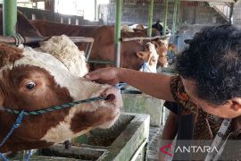 Presiden Prabowo sumbang sapi dari peternak lokal Batang untuk kurban