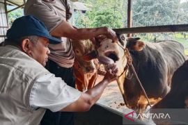 Pemkab Batang optimalkan pemeriksaan hewan kurban cegah penularan penyakit