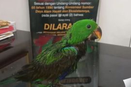 BKSDA Maluku selamatkan satwa dilindungi tanpa pemilik dari pengangkutan ilegal