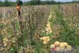 Petani milenial Blora raup ratusan juta dari budidaya melon pertiwi