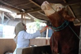 Dua sapi jumbo asal Lamongan dibeli Presiden untuk kurban Idul Adha