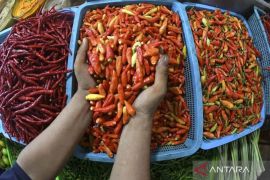 PIHPS: Harga cabai rawit Rp74.150/kg, telur ayam Rp41.850/kg
