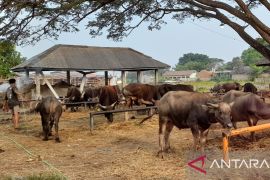 Pemprov Banten datangkan 80 persen hewan kurban dari luar daerah