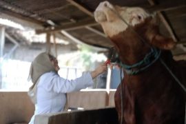 Dua sapi jumbo asal Lamongan dibeli Presiden untuk kurban Idul Adha