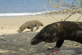 Kemenpar: Pelestarian komodo secara ex situ perlu dirancang matang