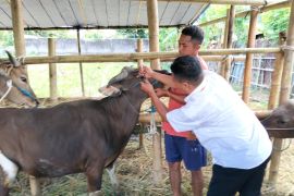 Tim kesehatan hewan kurban Mataram menemukan penyakit mata pada sapi