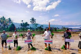 Rehabilitasi sawah pascabencana di Agam capai 276 hektare (Video)