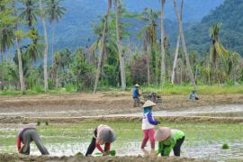 Padang Pariaman tuntaskan perbaikan sawah terdampak bencana melalui Oplah