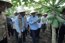 BGN Perkuat Rantai Pasok Lokal Program MBG di Kubu Raya