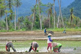 Padang Pariaman pulihkan sawah terdampak bencana melalui Oplah