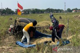 Kabupaten Cirebon: Produksi gabah kering giling capai 139.811 ton pada panen perdana 2026