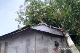 Angin kencang, rumah warga di pedalaman Aceh Barat tertimpa pohon