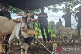Sumedang catat kebutuhan hewan kurban 1447 H naik 15 persen