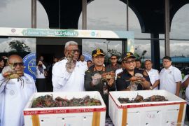 Pelaku UMKM Mimika  ekspor perdana karaka ke Malaysia